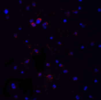 MYD88 Antibody