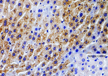 MYD88 Antibody