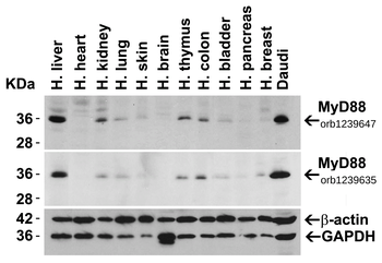 MYD88 Antibody