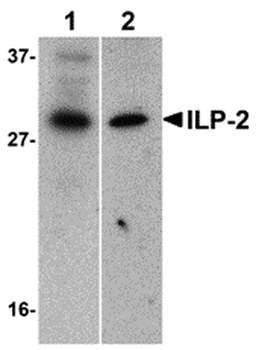BIRC8 Antibody