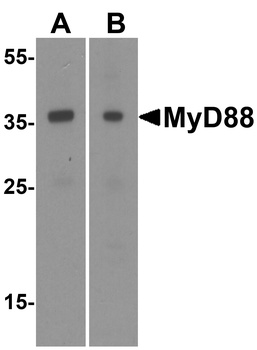 MYD88 Antibody