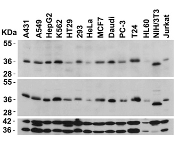 MYD88 Antibody