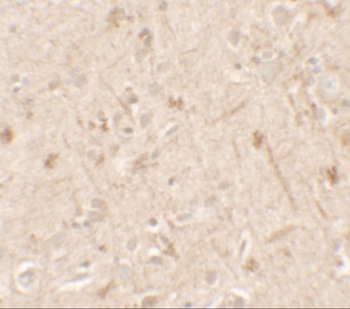 IL36A Antibody