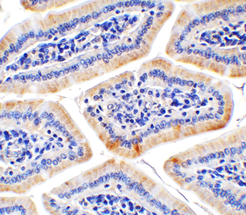 HAAO Antibody