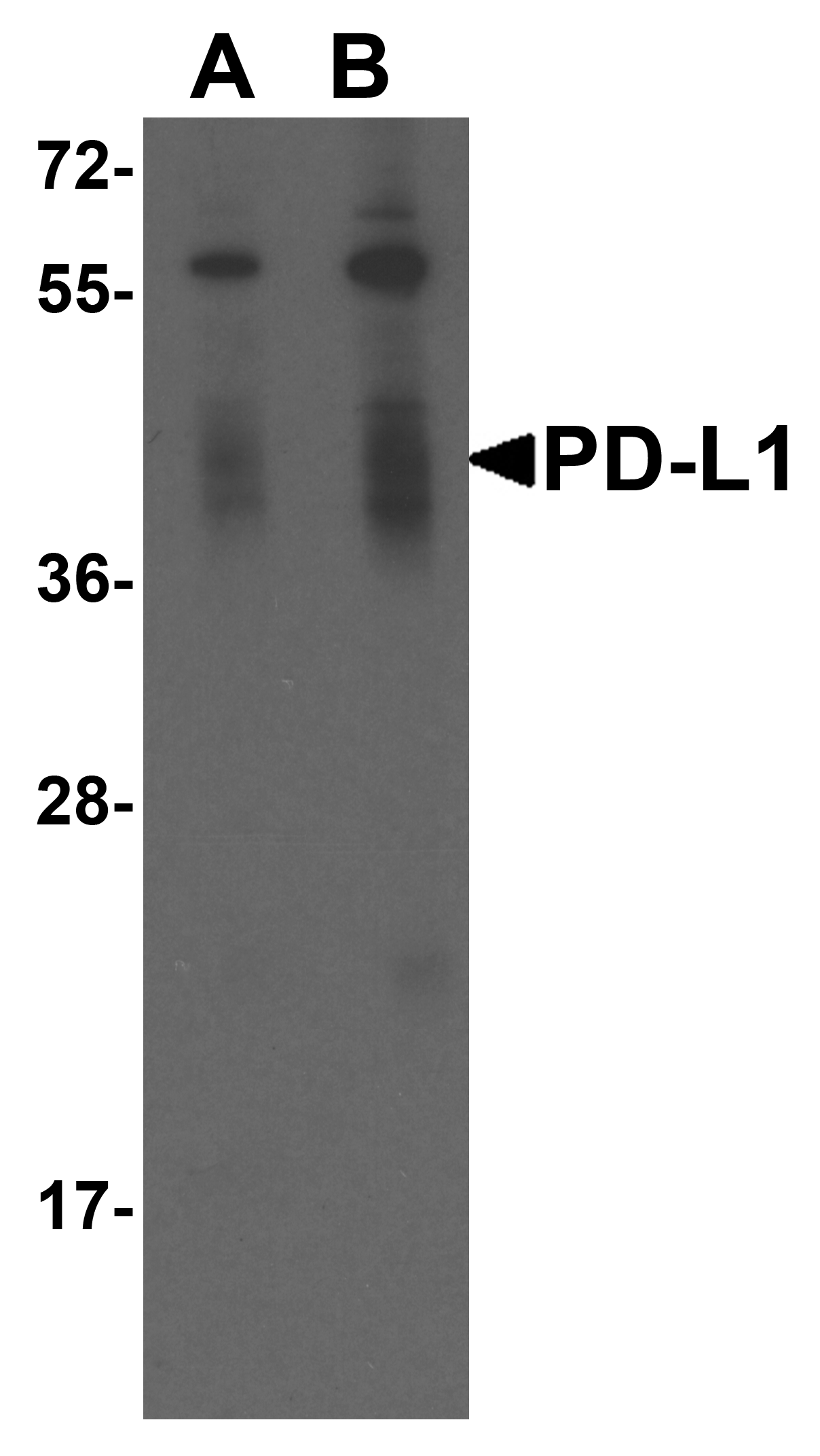 CD274 Antibody