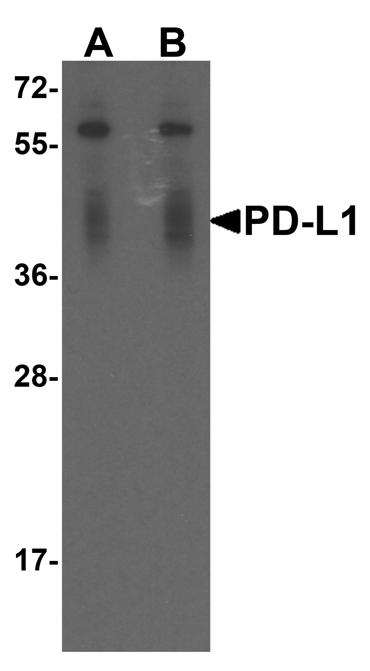 CD274 Antibody