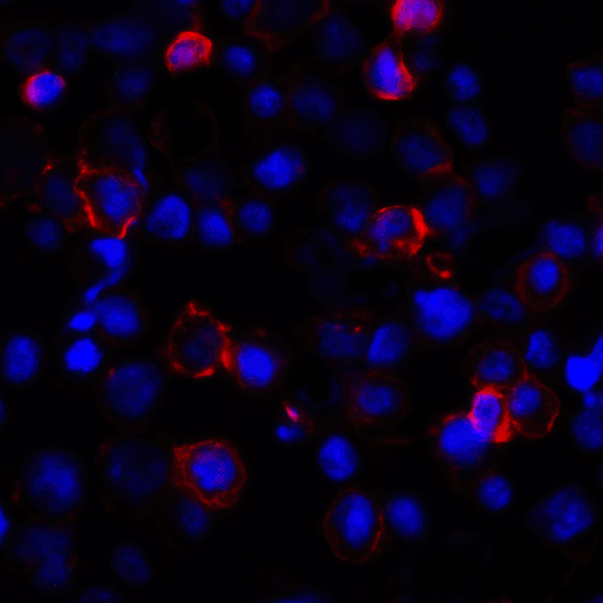 CD274 Antibody