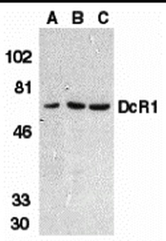 TNFRSF10C Antibody