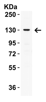 PRDM16 Antibody