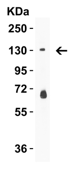 PRDM16 Antibody