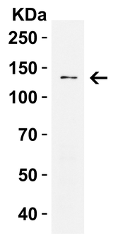 PRDM16 Antibody
