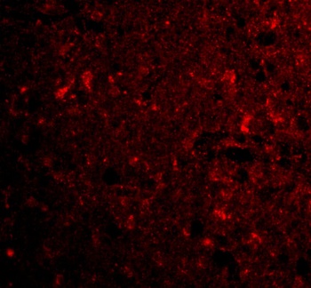 C1QTNF4 Antibody