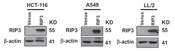 Ripk3 Antibody