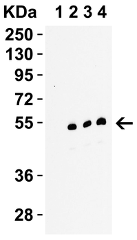 Ripk3 Antibody