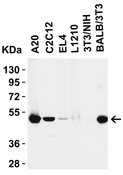 Ripk3 Antibody