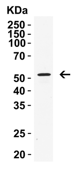 Ripk3 Antibody
