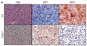 Ripk3 Antibody