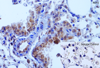 Ripk3 Antibody