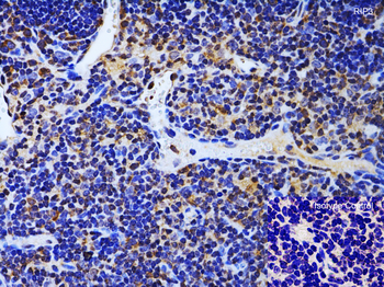 Ripk3 Antibody