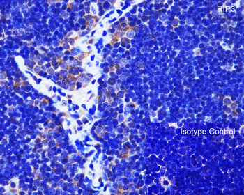 Ripk3 Antibody