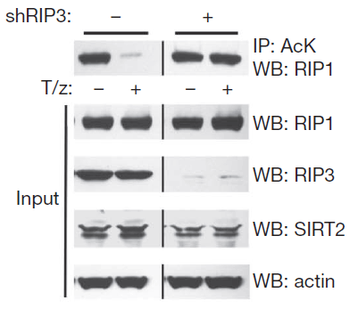 Ripk3 Antibody