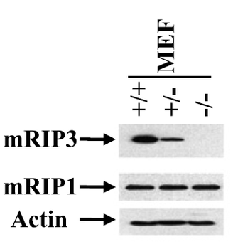 Ripk3 Antibody