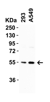 CRBN Antibody