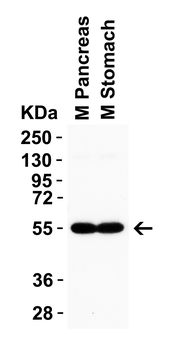 CRBN Antibody