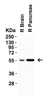 CRBN Antibody