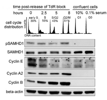 SAMHD1 (phospho Thr592) Antibody