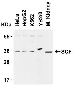 KITLG Antibody