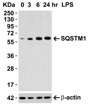 SQSTM1 Antibody