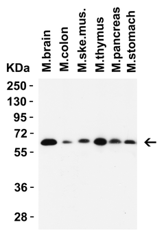 SQSTM1 Antibody
