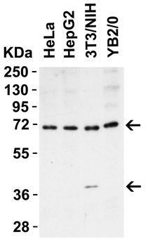 Il1rl1 Antibody