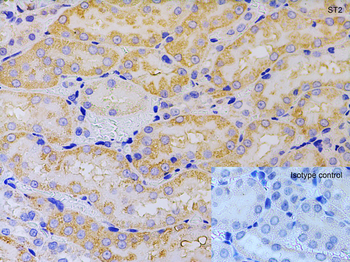 Il1rl1 Antibody