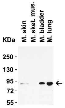 STAT1 Antibody