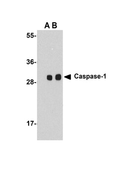 CASP1 Antibody