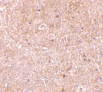 CASP4 Antibody