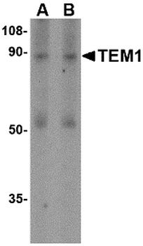 CD248 Antibody