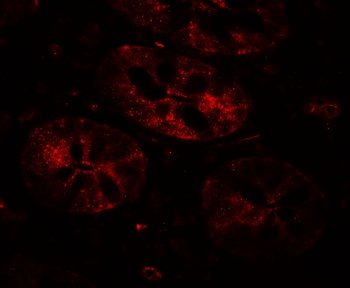 BHLHA15 Antibody