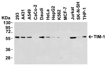HAVCR1 Antibody