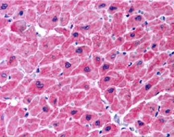NOL3 Antibody