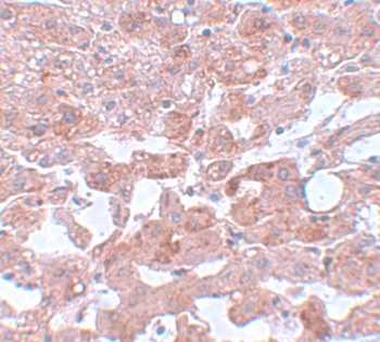 CDC16 Antibody