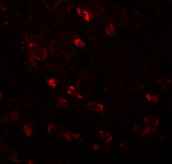 CDC16 Antibody