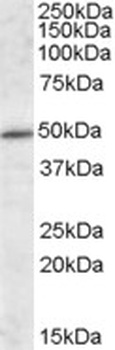 SCARB2 Antibody