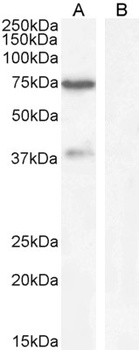 FKBP4 Antibody