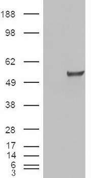 SENP6 Antibody