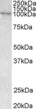 VAV3 Antibody