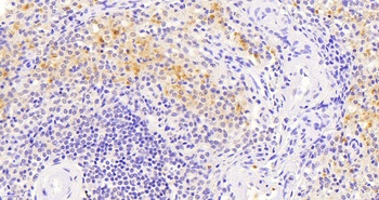 VAV3 Antibody