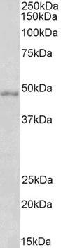 SERPINB6 Antibody